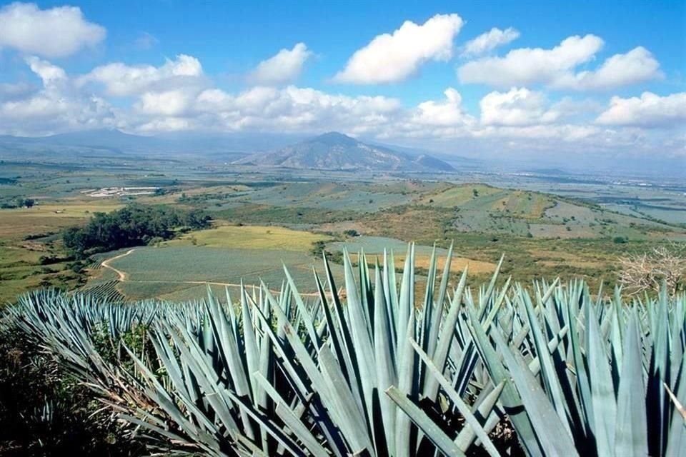 El municipio de Tequila, Jalisco, concluirá este año su proceso de certificación como destino inteligente con la Oficina de Turismo de España, impulsado por Grupo JB José Cuervo, lo cual lo convertirá en el primero de Latinoamérica,