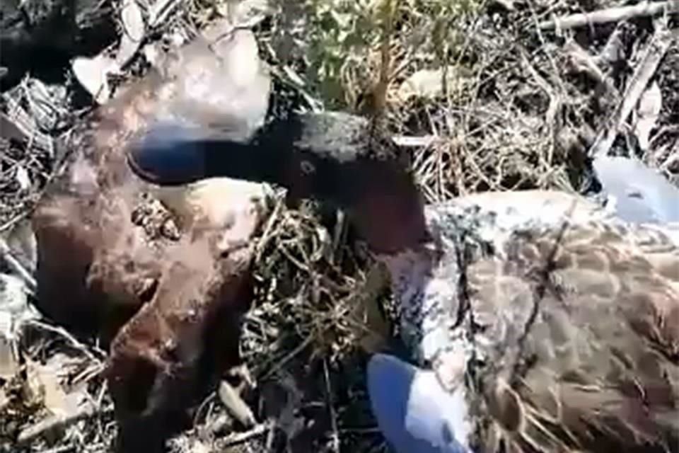 En los últimos 21 días, el número de patos muertos en el Lago de Guadalupe ha ido en descenso,