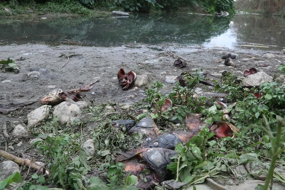 En el Río Santa Catarina, a la altura de la Colonia La Rioja, en Cadereyta,quedaron peces muertos.