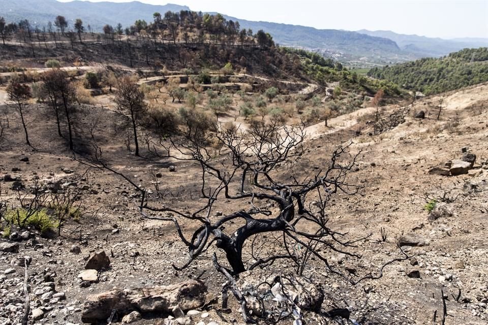 En un clima más caliente y más seco, como en España, los bosques pueden morir por la sequía o incendiarse.