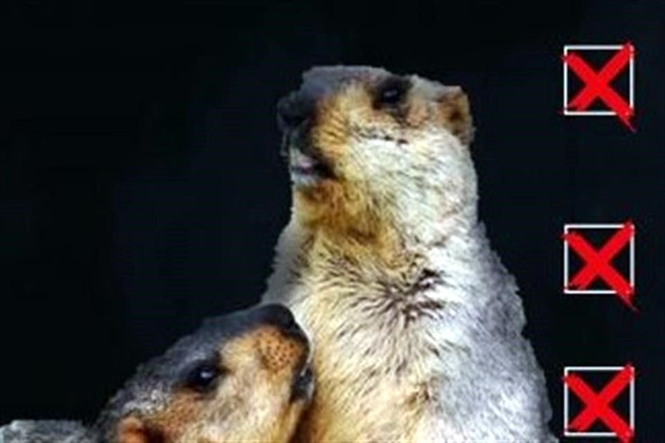 Ministerio de Salud de Mongolia confirmó dos casos de peste bubónica en 2 hermanos que comieron carne de marmota en días pasados.