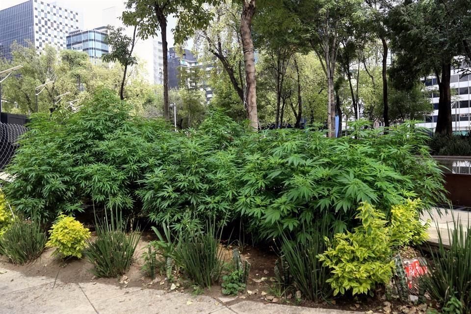 Plantas de cannabis sembradas por activistas a principios de año en el Senado.