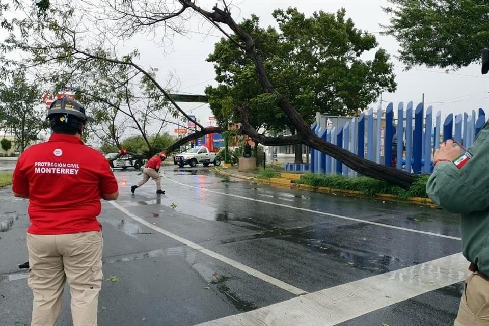 En Monterrey, un árbol que se cayó en las calles Madero y Aguirre Pequeño está siendo retirado por Protección Civil.