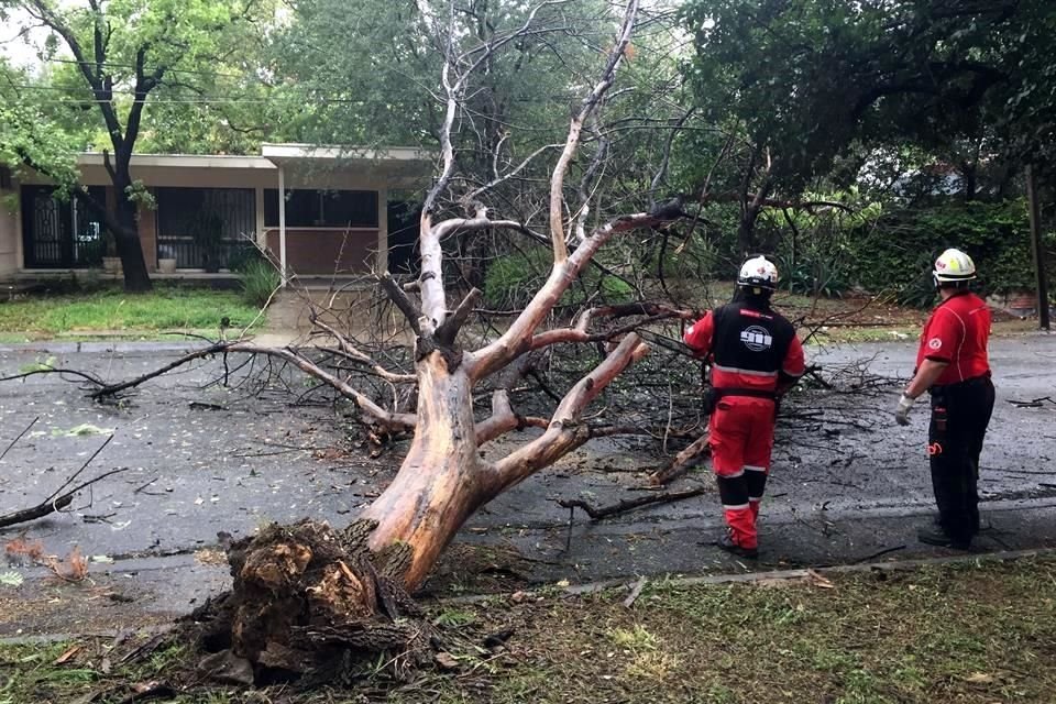 Un árbol de 5 metros cayó por el reblandecimiento de la tierra y los vientos, en la Colonia Fuentes Del Valle, en San Pedro.