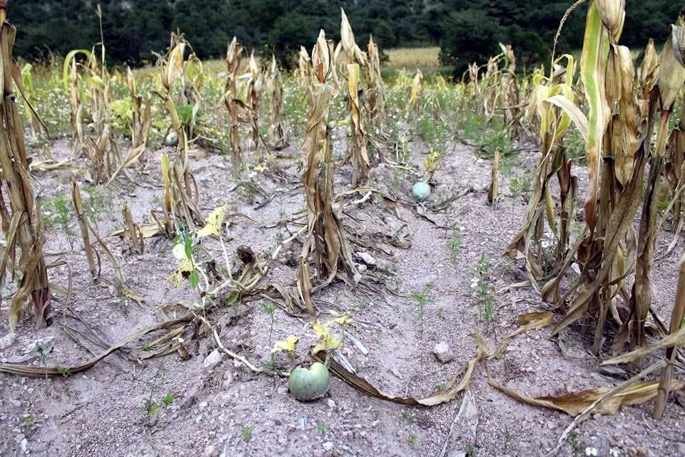 La sequía se ha presentado en 24 millones de hectáreas de producción, según los datos.