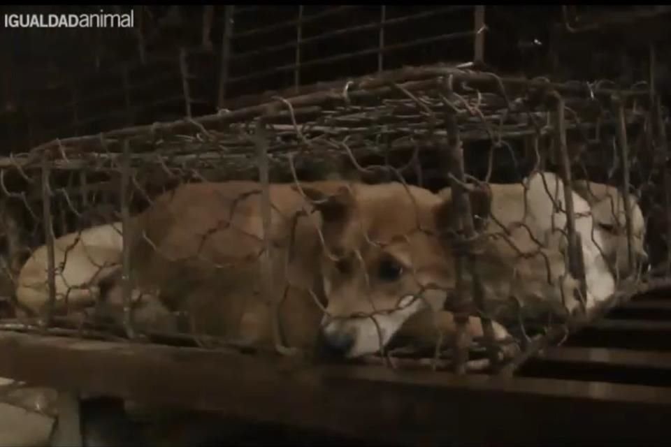 Perros y gatos son enjaulados en China antes de ser asesinados para obtener su carne, denuncia Igualdad Animal.