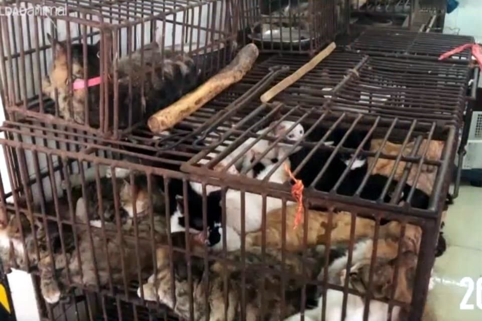 Cerca de 10 millones de perros son asesinados al año en China con el fin de obtener su carne.