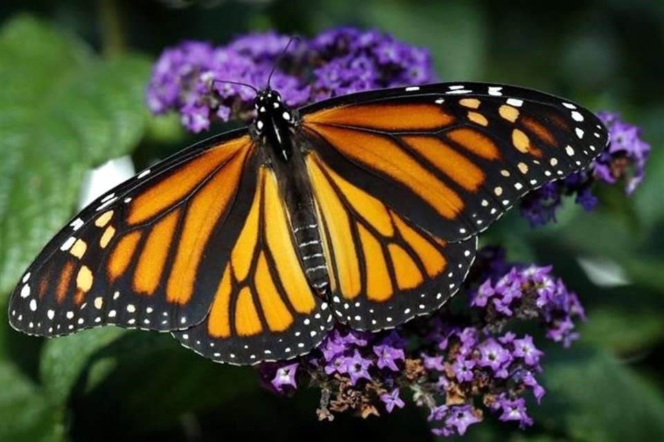 Científicos de EU han calculado que la población de las monarcas en el oeste de la Unión Americana ha bajado un 80% desde mediados de la década de 1990.