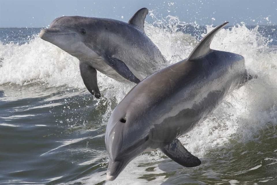 Los delfines están en peligro por una enfermedad mortal que afecta su piel y es causada por el cambio climático, advierte estudio.