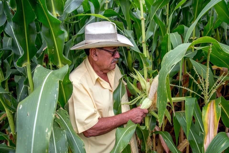 El Gobierno está impulsando el maíz, el trigo y el frijol pero en lugar de que las cosechas estén creciendo, van a la baja.