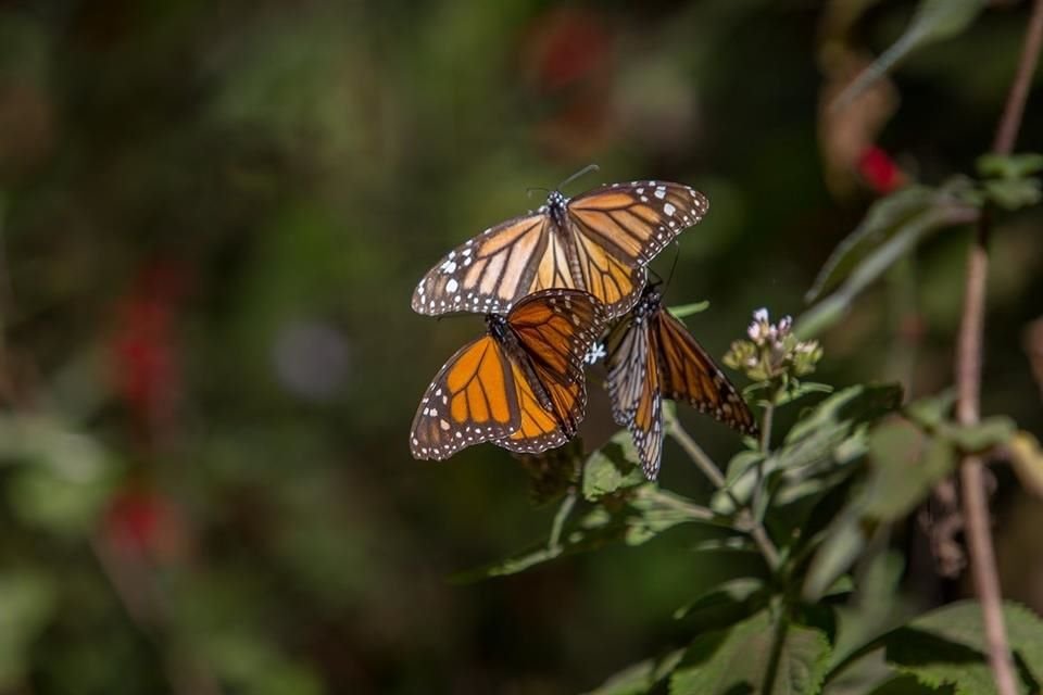 La presencia de mariposas monarca en México cayó a su nivel más bajo desde el periodo de hibernación 2014-2015, reveló la Conanp.