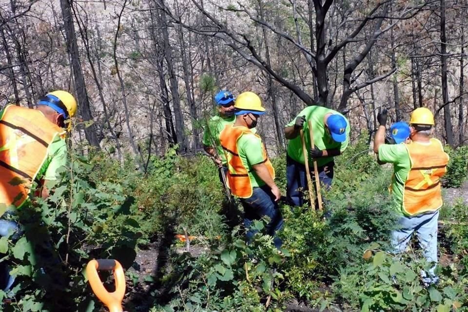 Directivos, profesores y estudiantes de la UANL iniciaron con la rehabilitación de la zona dañada por el incendio forestal de abril.