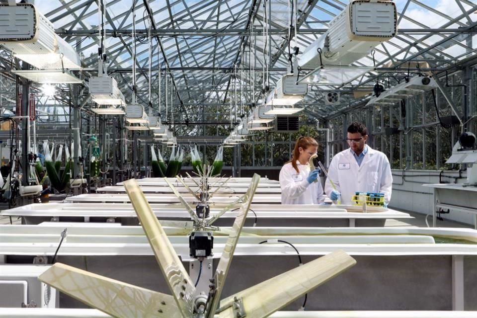 Investigadores recolectan muestras de algas de mini estanques para medir los parámetros de crecimiento en las instalaciones de Viridos en San Diego.