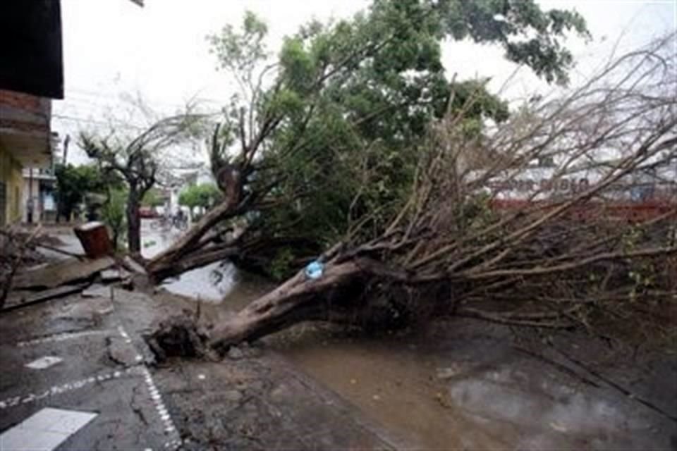 El paso de 'Pamela' dejó árboles caídos en Mazatlán.
