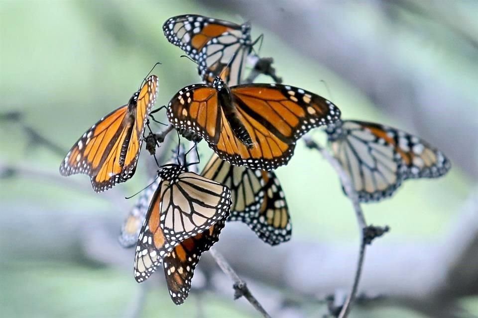 Ayer se observaron  mariposas monarca  en la zona de Santa Catarina.