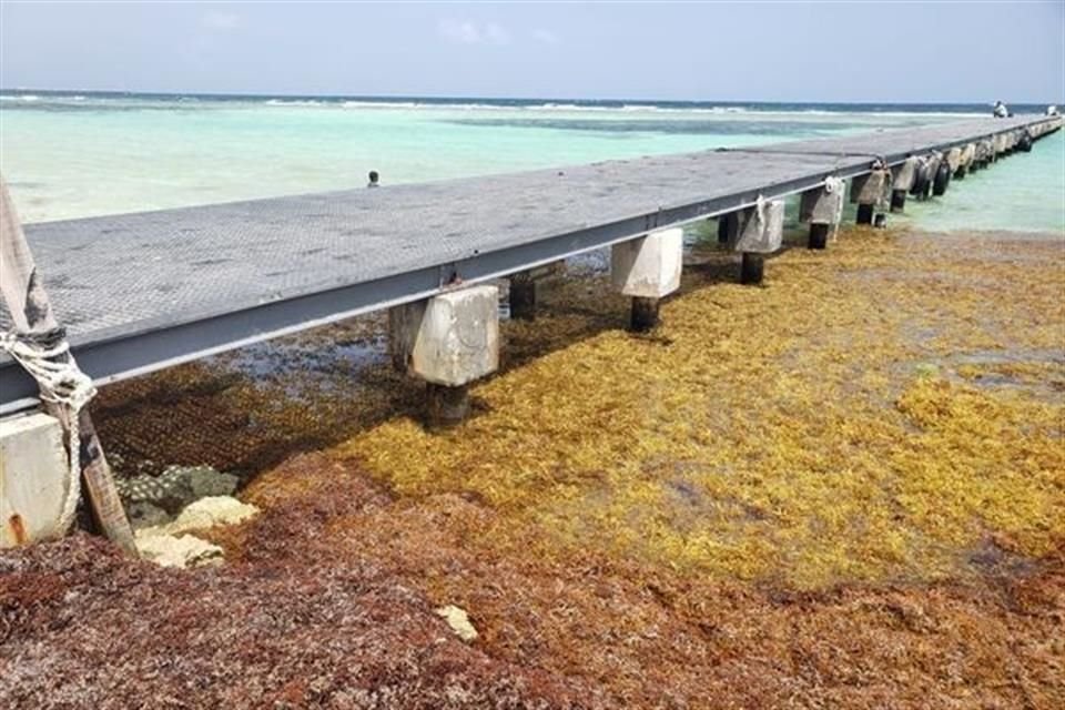 25 playas tienen recale abundante de la microalga.