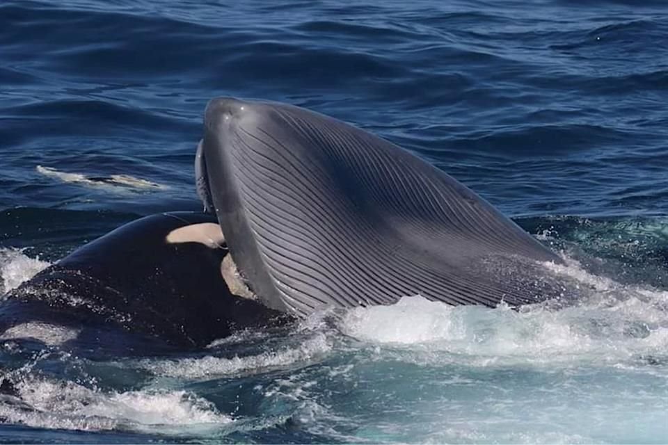 Las orcas se meten en la boca de las ballenas azules para alimentarse con sus lenguas.