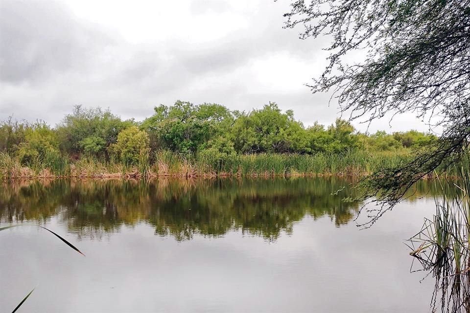 Los humedales de Zuazua son cuatro cuerpos de agua conectados por un arroyo y rodeados de vegetación, muy cerca de desarrollos inmobiliarios.