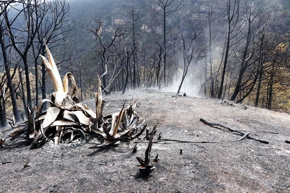 La UANL informó que dentro del Bosque Escuela hubo tres focos de incendio que fueron sofocados con 80 elementos de la Conafor, Protección Civil estatal, de UANL y de Municipios de Iturbide y Linares.