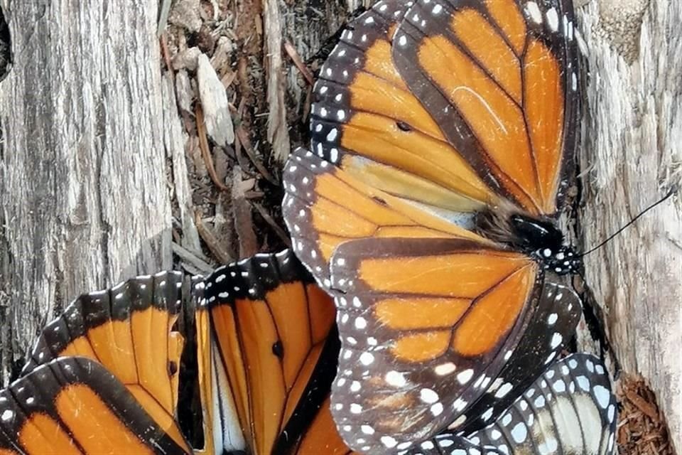 Autoridades identificaron un incremento en volumen y extensión de las mariposas Monarca en bosques del País.