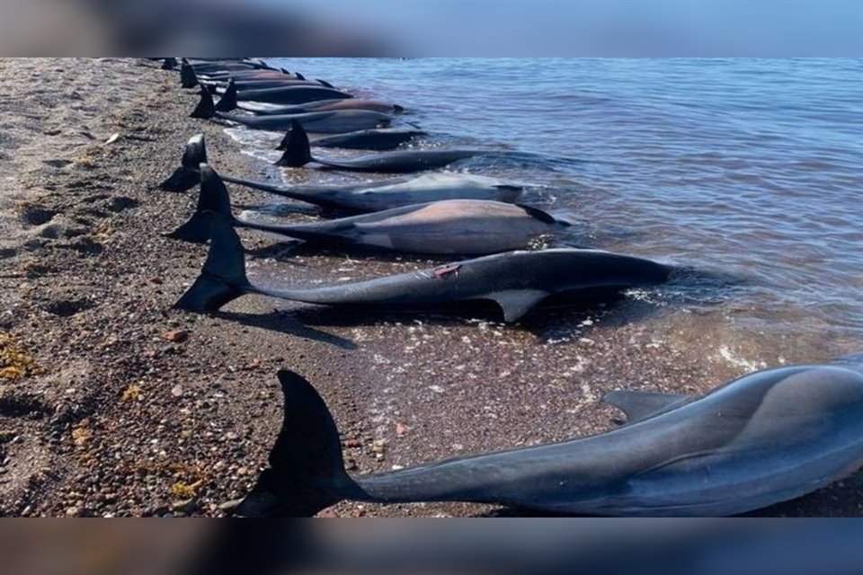 30 delfines aparecieron muertos en la playa Califín sin saberse el porqué. 