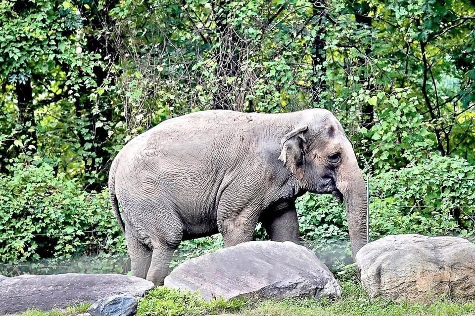 Luego de que una organización defensora de animales pugnara por la libertad de una elefanta del zoológico del Bronx de, el máximo tribunal de justicia de Nueva York desestimó...