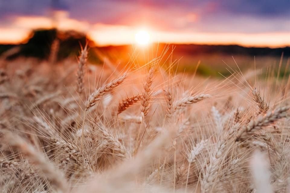 Por ejemplo, en el caso del trigo, los precios se mantuvieron estables por la mayor cosecha de granos en el hemisferio sur, mientras que el arroz incluso cerró con una caída.