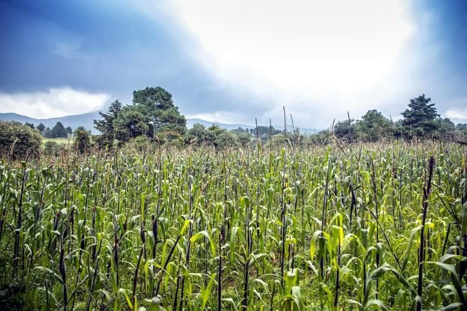 La cosecha nacional de maíz registró en octubre su nivel más bajo en lo que va del sexenio de López Obrador.