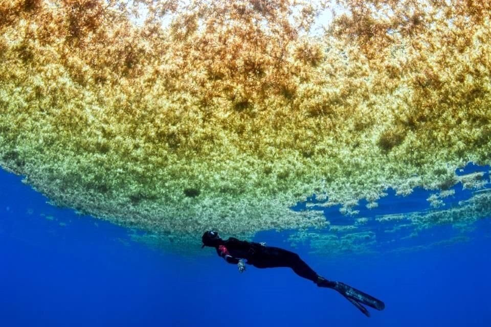 Desde 2014 se han reportado el arribo de cantidades considerables de sargazo a costas del Caribe mexicano, con máximos en 2018 y 2022.