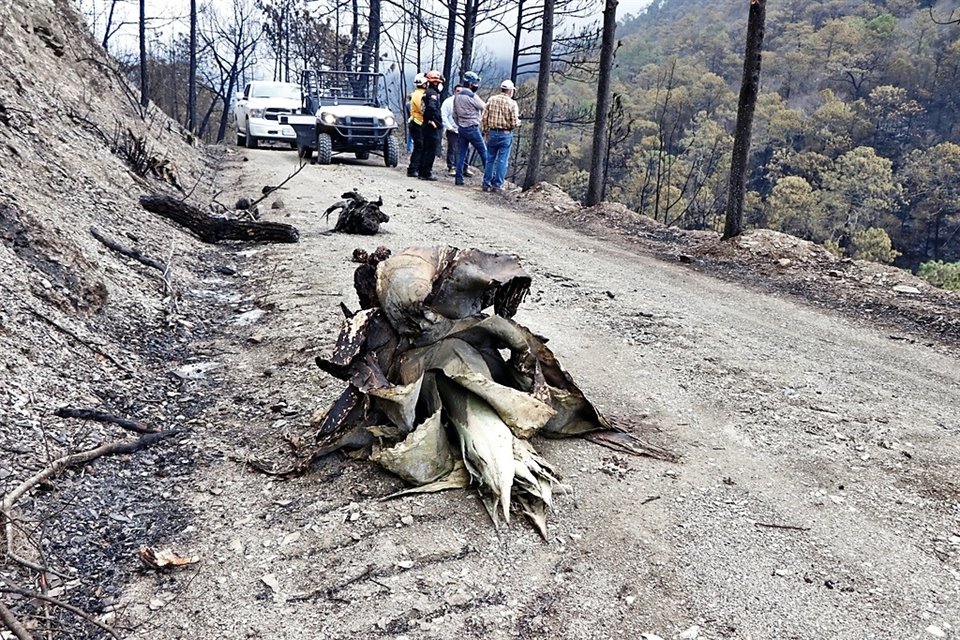 En diferentes municipios del Estado hay miles de hectáreas de bosque dañadas por incendios recientes.