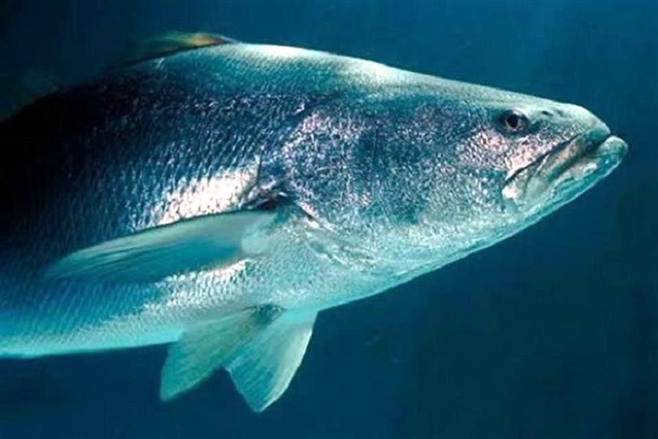 La pesca de totoaba, un pez en riesgo con un alto valor en mercados de Asia, ha provocado la captura incidental de la vaquita marina.