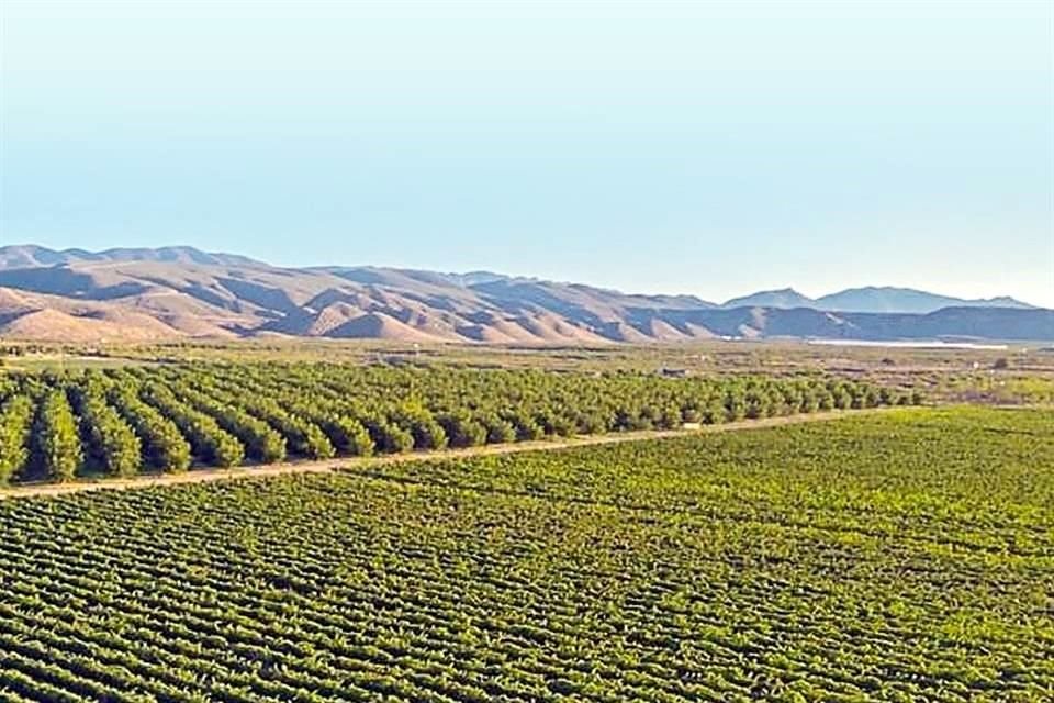Con sede en Coahuila y Nueva York, la Bodega RG apuesta por las tonalidades naranjas en vinos.