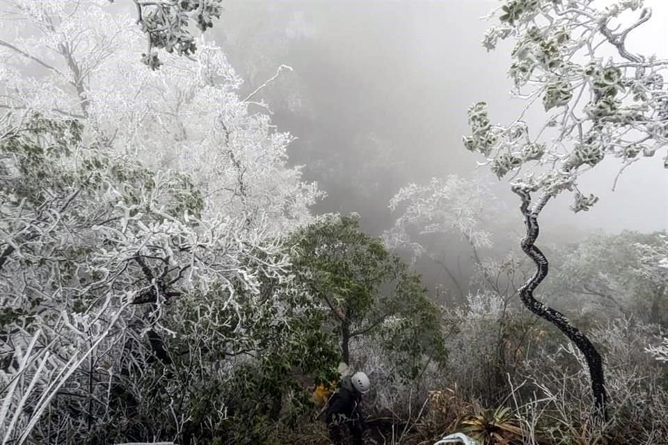 En el Cerro de las Mitras, la flora se cubrió de un manto blanco ante la caída de aguanieve.