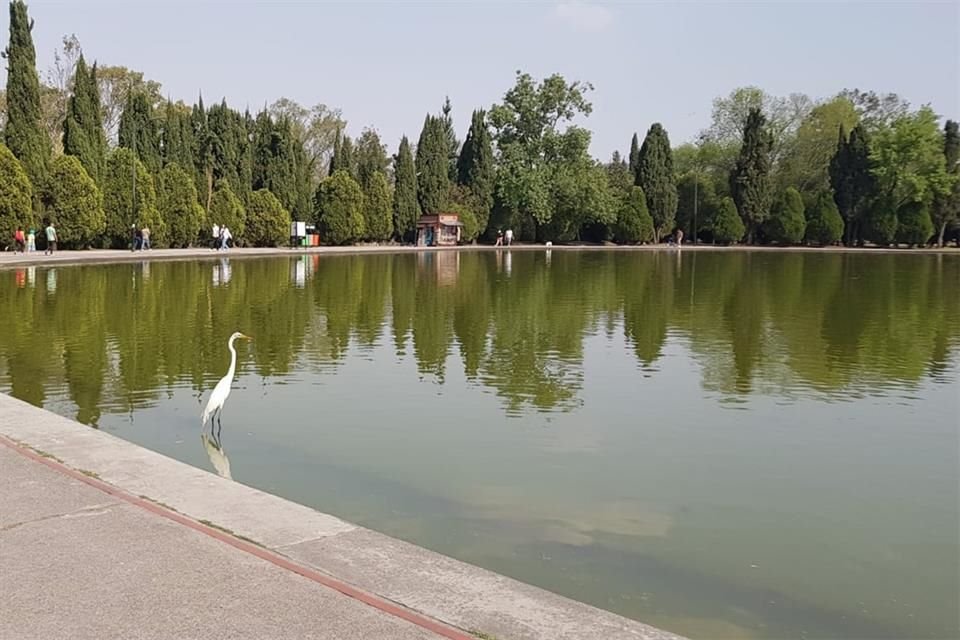Las raíces de las plantas de los maceteros absorberán parte de los compuestos orgánicos del agua tratada entregada por la planta de tratamiento situado junto a la Torre Virreyes.