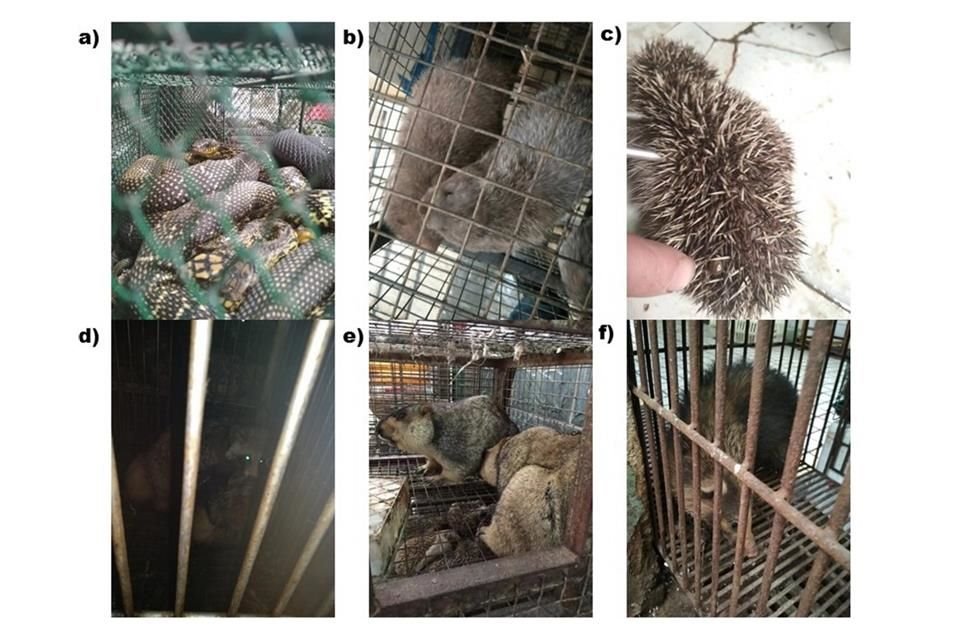 Algunas de las especies que estaban a la venta eran: serpiente rata rey (a), rata de bambú china (b), erizo de Manchuria (c), tanuki (d), marmota del Himalaya (e) y tejón porcino (f).