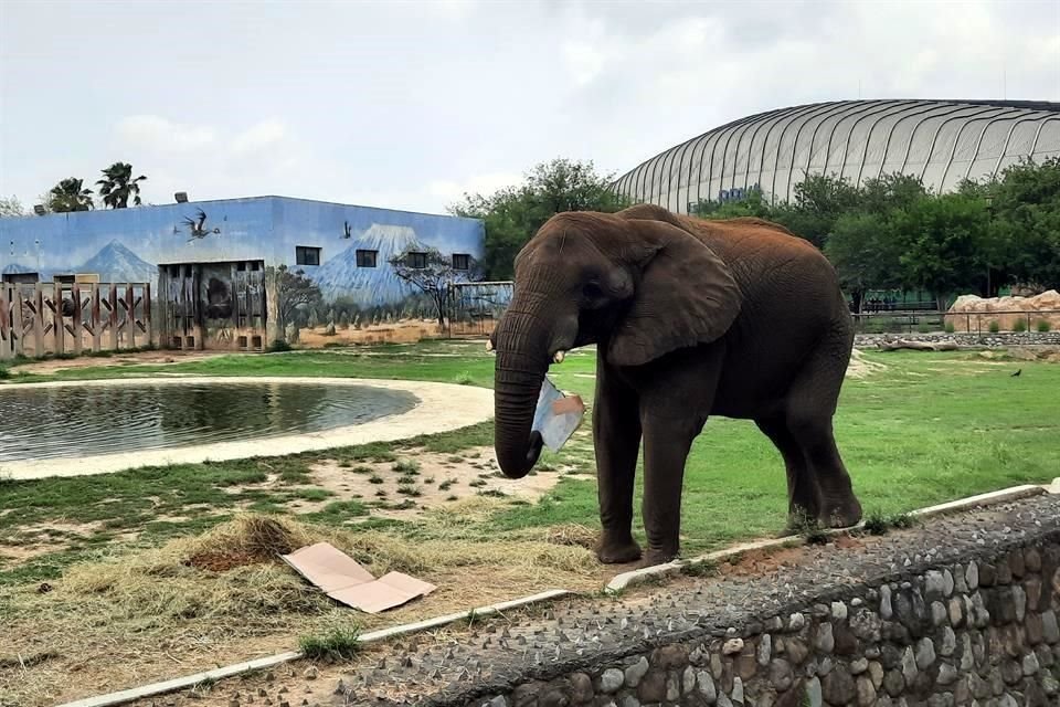 Celebran en La Pastora cumpleaños 17 de 'Monty' el elefante; manifestantes protestan afuera del zoológico contra la donación de animales.