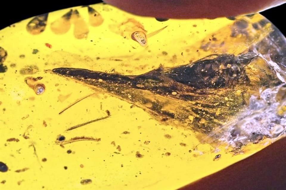 Los restos fósiles de este pequeño reptil del Cretácico se encontraron en una pieza de ámbar, en Myanmar.