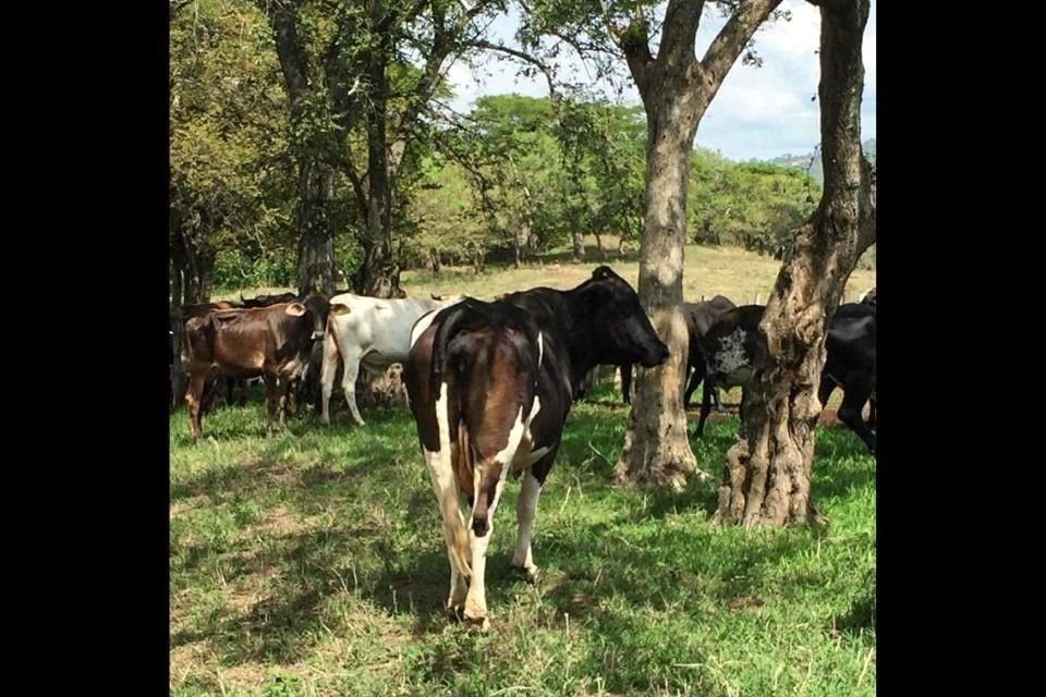Las vacas de Chiapas que producen leche para Campo Vivo se alimentan con pasto orgánico en libre pastoreo.