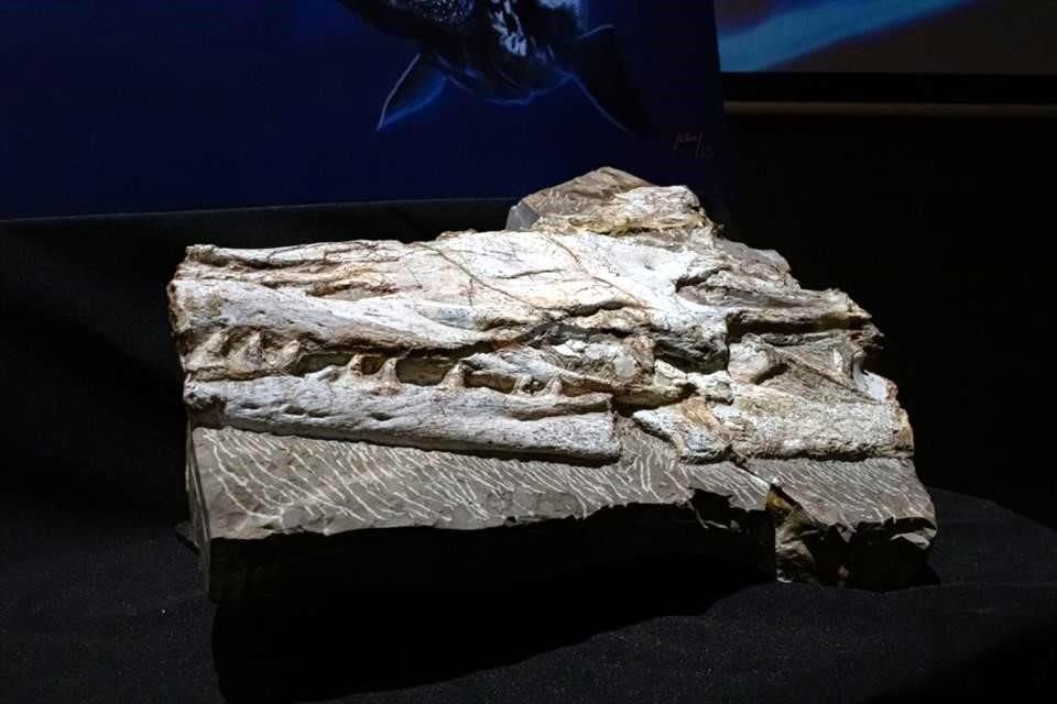 El fósil fue hallado en Vallecillo, 80 kilómetros al norte de Monterrey.