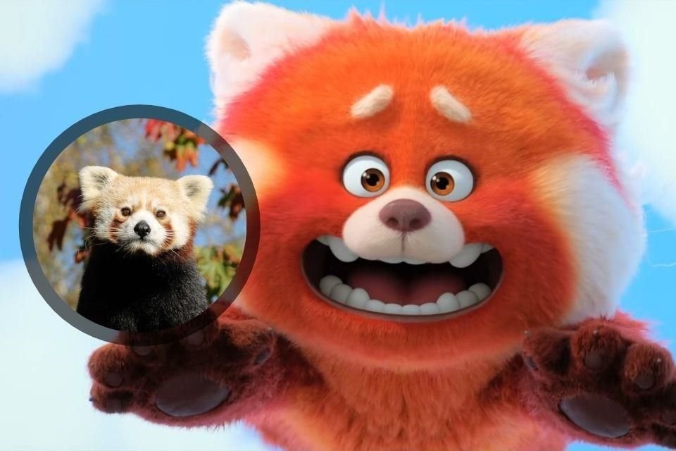 En 'Turning Red', próxima película de Disney y Pixar, una niña se convierte en un panda rojo, especie en peligro de extinción.