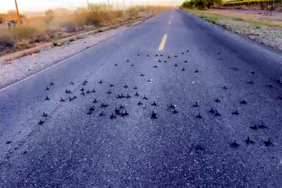 De acuerdo con fuentes locales, el hallazgo fue reportado a las 5:40 horas de este día y en el lugar fueron hallados al menos 50 artefactos 'ponchallantas'.