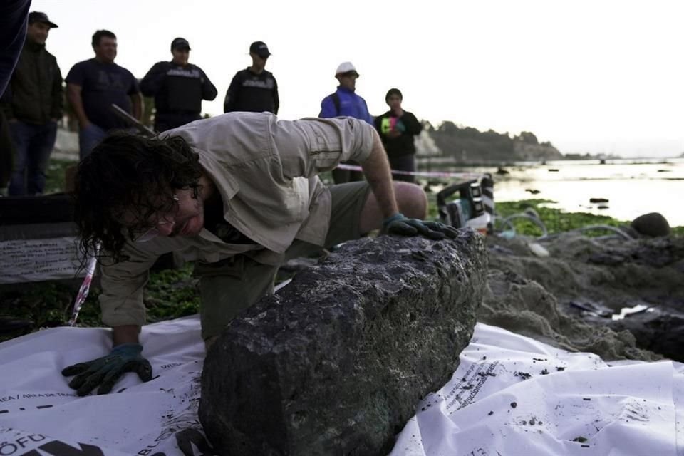El palentólogo Sergio Soto revisa parte de una de las rocas donde quedaron los restos del elasmosaurio que vivió hace 70 millones de años.