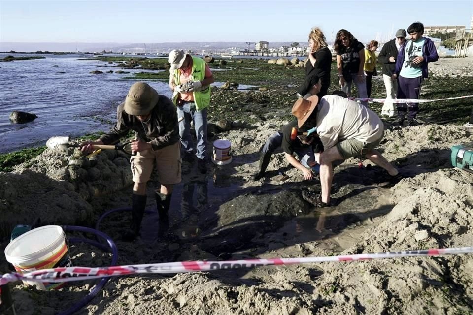Mientras algunos paleontólogos pican y quiebran la roca, otros construyen una barrera con rocas, arena y algas.