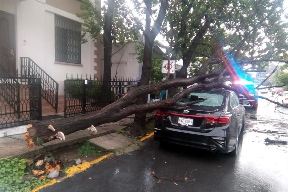 En la Colonia del Valle se reportó la caída de un árbol sobre un auto estacionado. No hubo heridos