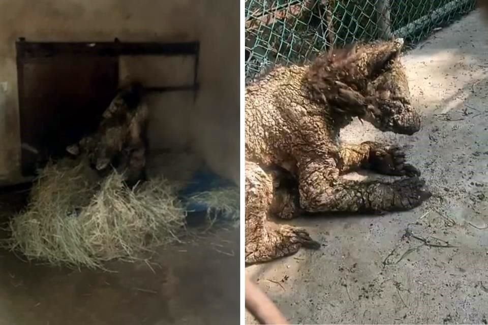 El miércoles trascendió el caso de 'Mina' luego de que fue difundido un video en el que se ve al ejemplar postrado, en un lugar lleno de moscas y con una enfermedad visible en la piel.