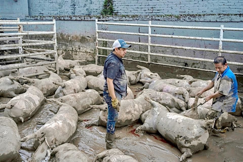 Las lluvias devastaron la economía de 5 estados del centro sur: 15 mil hectáreas agrícolas perdidas y 6 mil cabezas de ganado ahogadas.